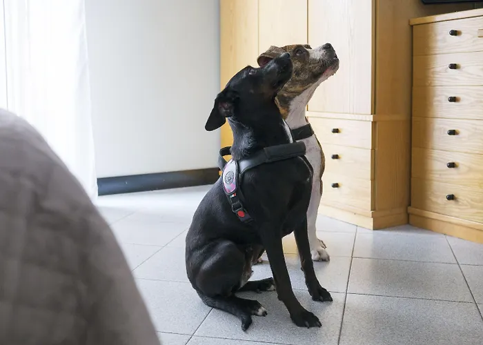 Junior 호텔 리미니